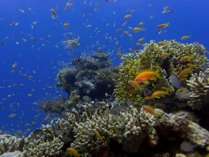 Pesci tropicali arancioni sulla barriera corallina