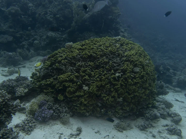 Formazione di corallo sul fondale marino