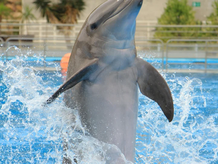 Delfino che salta fuori dall’acqua durante lo spettacolo