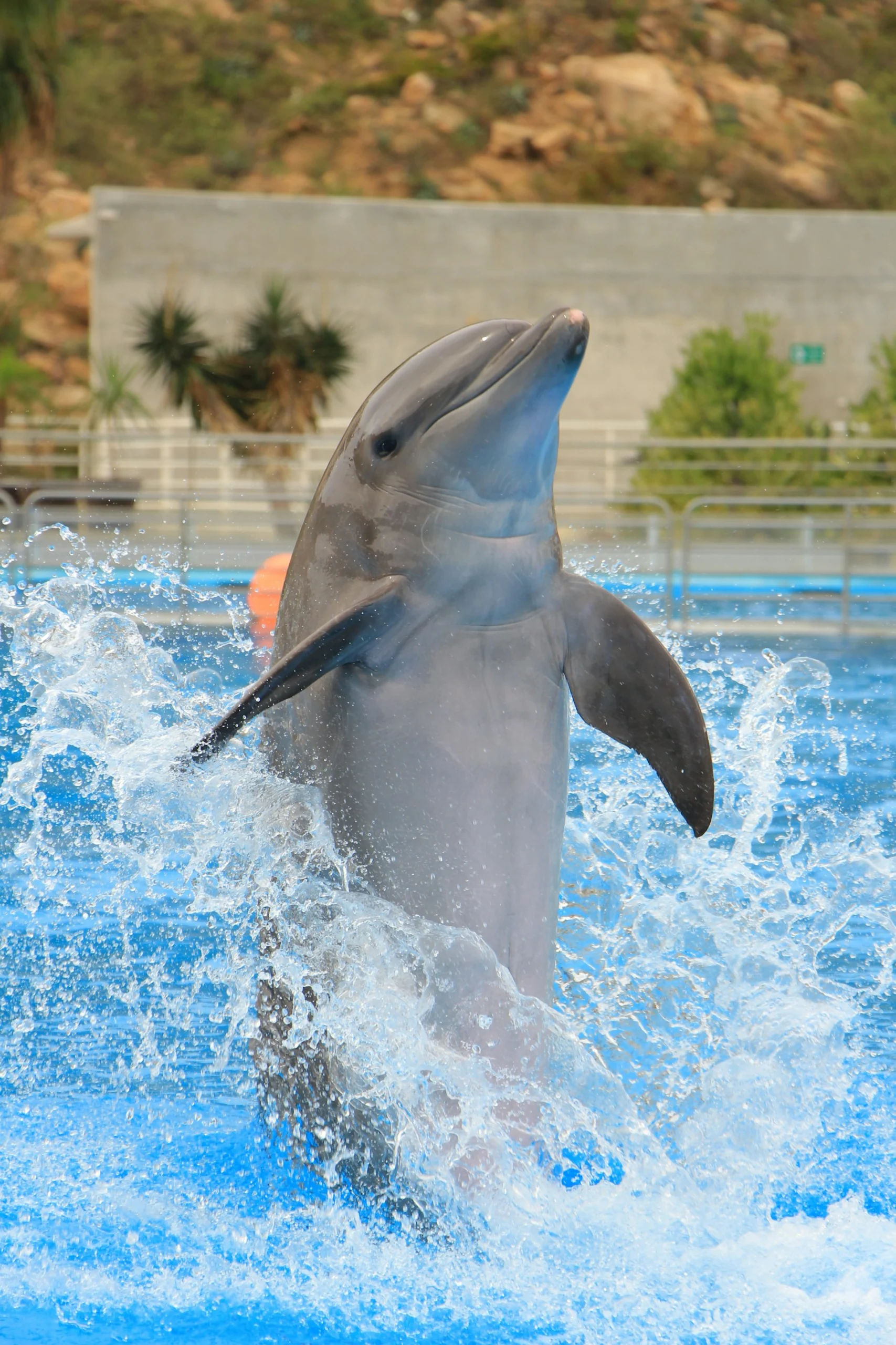 Delfino che salta fuori dall’acqua durante lo spettacolo