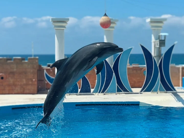 Delfino in salto in una piscina per spettacoli
