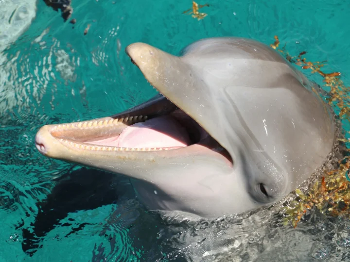 Delfino tursiope a pelo d’acqua