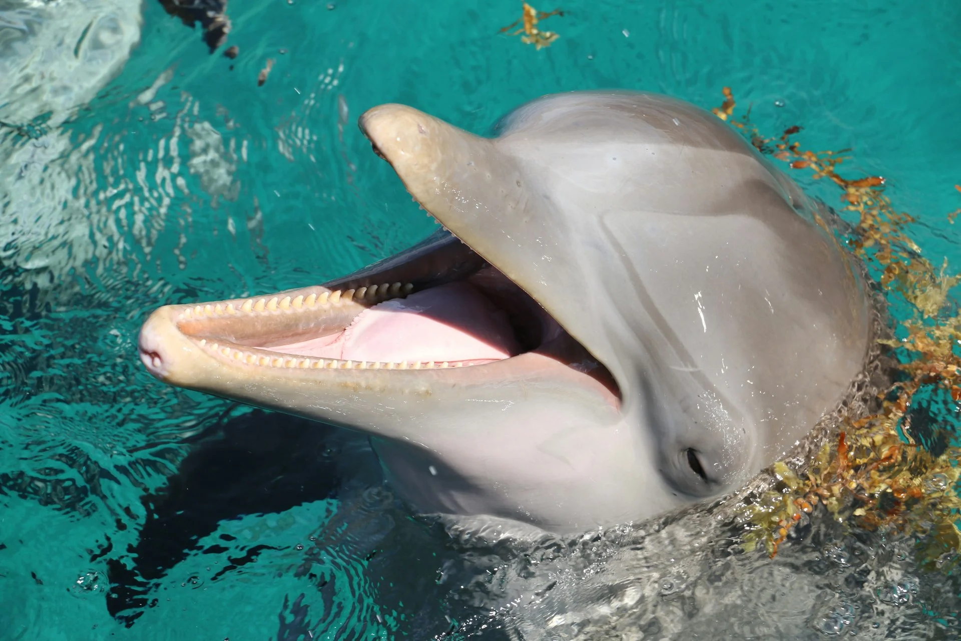 Delfino tursiope a pelo d’acqua