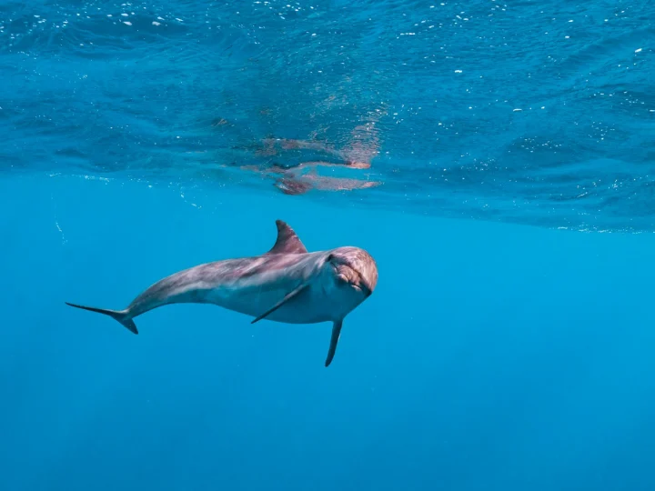 Delfino che nuota nell’acqua blu limpida