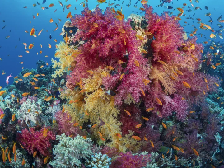 Barriera corallina del Mar Rosso con coralli molli e pesci